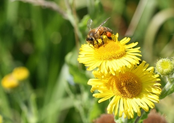 Bee on Tansy