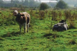 Cows grazing