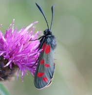 Burnet Moth on Knapweed